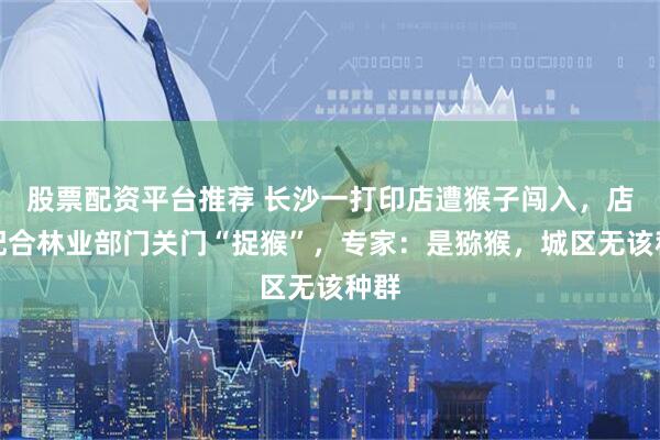 股票配资平台推荐 长沙一打印店遭猴子闯入，店主配合林业部门关门“捉猴”，专家：是猕猴，城区无该种群